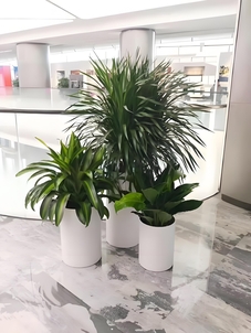 想给宁波前湾增添色彩？花卉出租满足您的需求！